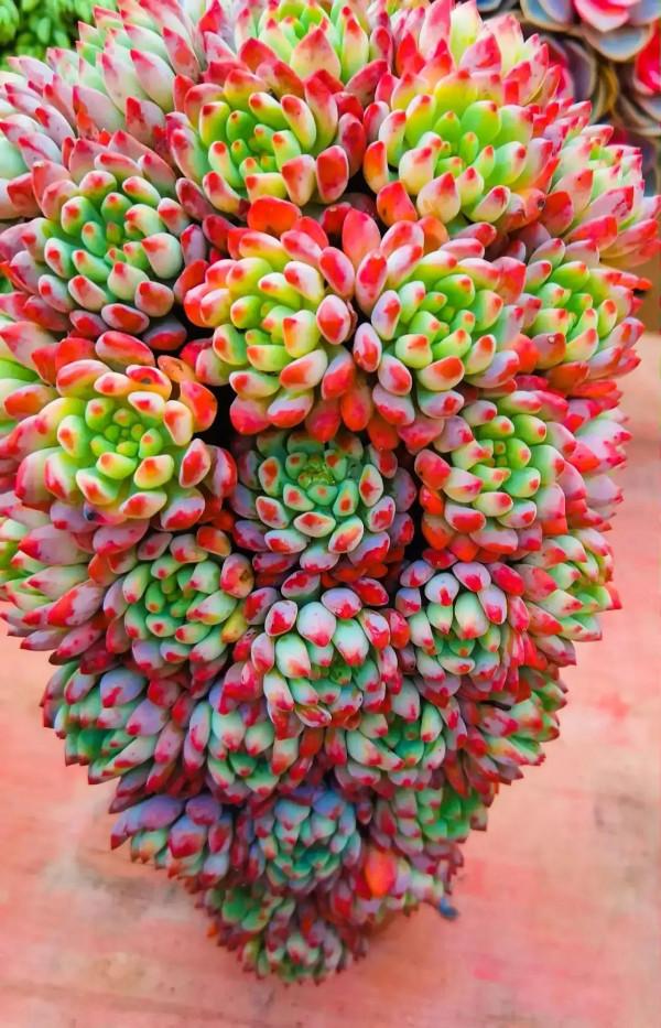 分享圖片，可愛的多肉們，收藏了