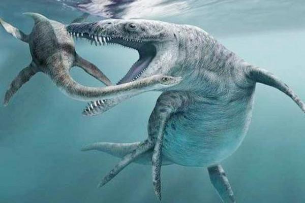 滄龍：俺是一個時代的海生物夢魘，無敵是多麼的寂寞