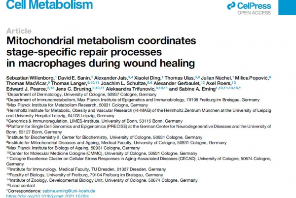 線粒體代謝調控組織損傷修復不同階段中巨噬細胞功能轉換