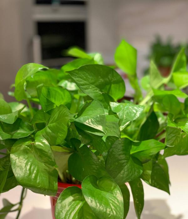 8種花“作用大”,香氣滿屋能泡茶,你養著花漂亮,花養著你健康 8種花“作用大”,香氣滿屋能泡茶,你養著花漂亮,花養著你健康