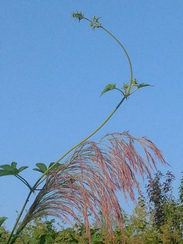 深切緬懷毛主席