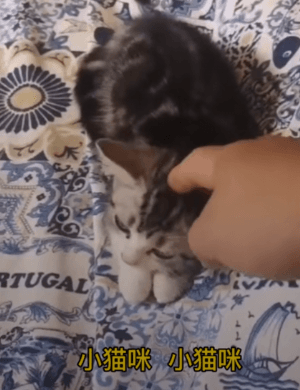 袁隆平爺爺的貓還在等他回家:到處都是他的味道,可是找不到他了 袁隆平爺爺的貓還在等他回家:到處都是他的味道,可是找不到他了