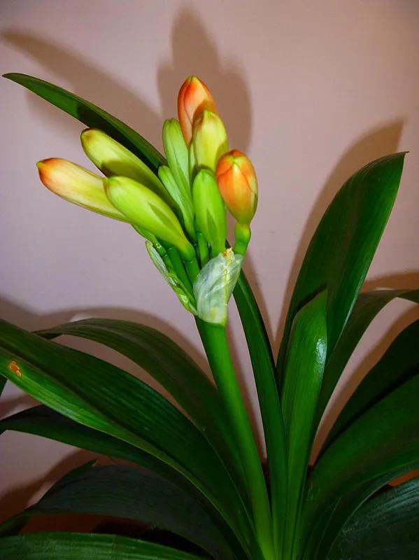 分享圖片：醉美君子蘭