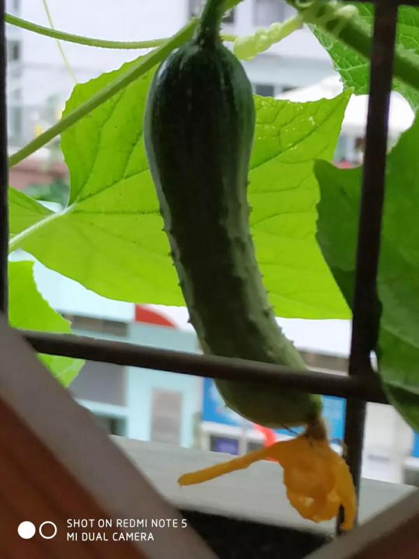 陽臺上的黃瓜長出來了