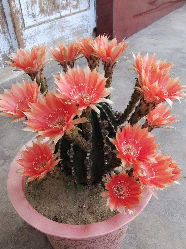 前方有花粉,花粉過敏者請小心!當然,也有花對你友好 前方有花粉,花粉過敏者請小心!當然,也有花對你友好