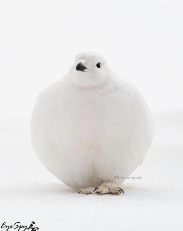 長了翅膀的絨球,萌萌噠 長了翅膀的絨球,萌萌噠