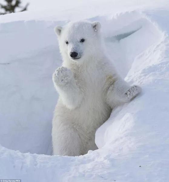 十萬個為什麼?北極熊為什麼不怕冷? 十萬個為什麼?北極熊為什麼不怕冷?