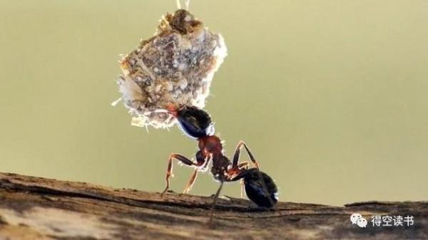 怎麼才能更愉快地和動植物交朋友 怎麼才能更愉快地和動植物交朋友