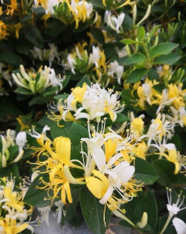 5種“漂亮花”,別隨便曬太陽,曬得越多,開花越少,別弄反了 5種“漂亮花”,別隨便曬太陽,曬得越多,開花越少,別弄反了