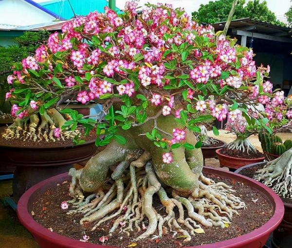 喜歡“小盆”的12種花，幹養多曬，擠著養，枝葉翠綠花大如碗