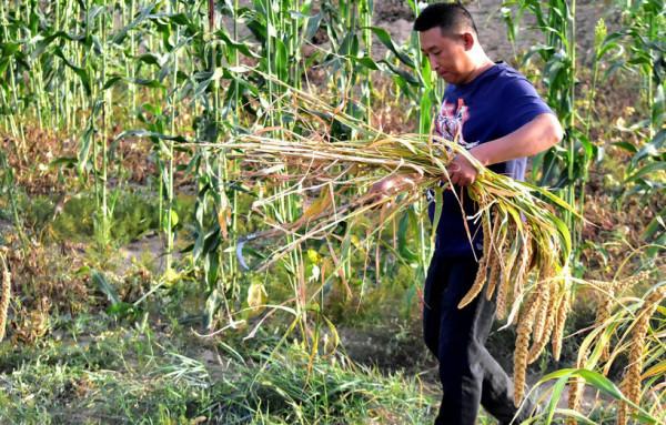 秋天裡的故事：割穀子的那天