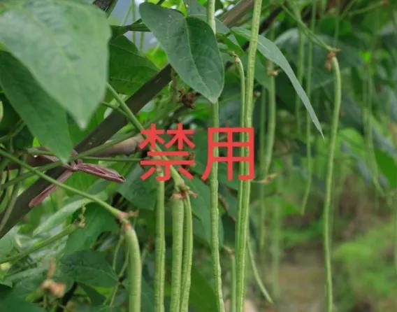 既能控旺又能防病的殺菌劑，效果比戊唑醇好不少，種植戶不能錯過