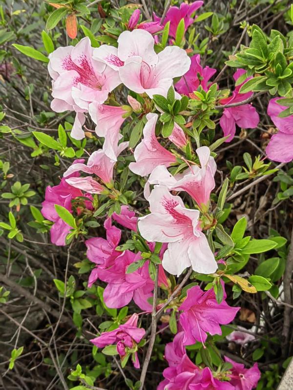杜鵑花開正豔時