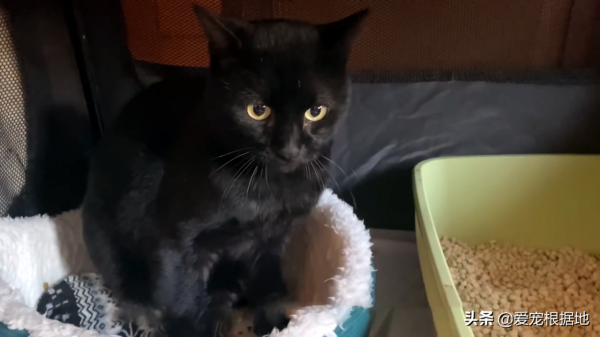 如果一隻貓跑到您家門口，主動和您求助，你會選擇置之不理嗎？