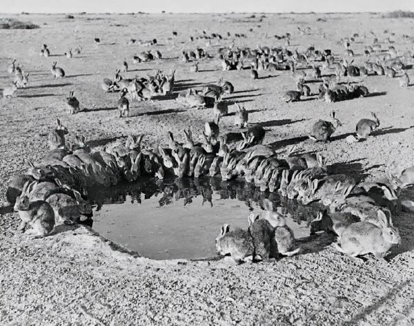 “人兔大戰”澳大利亞完敗,超100億野兔成災,當地人為何不吃? “人兔大戰”澳大利亞完敗,超100億野兔成災,當地人為何不吃?