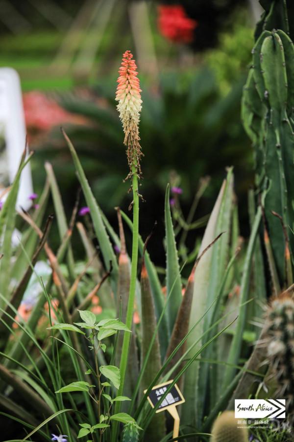 南非植物這麼多，你認識幾種？