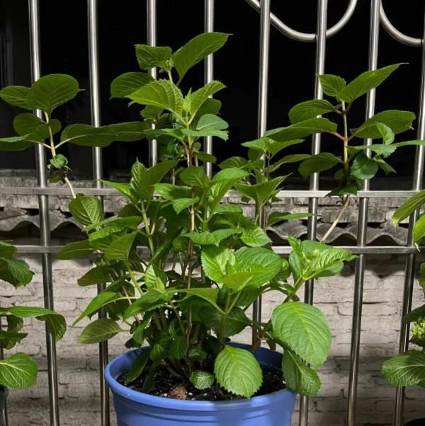 冬天養這3種花,別光顧著催花,養根才是“正經事” 冬天養這3種花,別光顧著催花,養根才是“正經事”