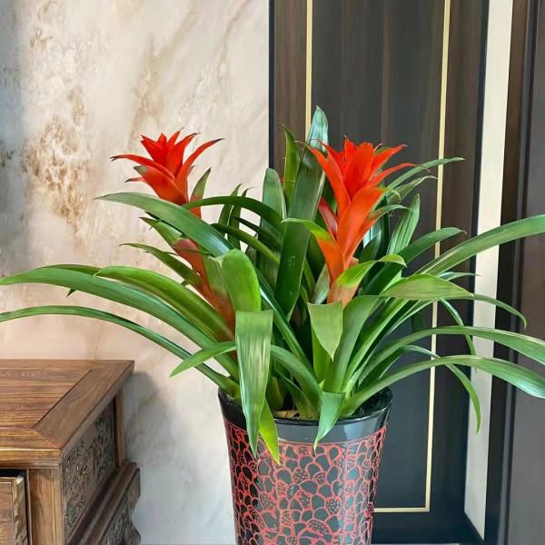 新東昇福園新中式風格，歷經2個月完工了，鄰居看了都想這麼裝修