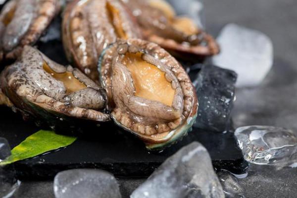 地球上唯一的藍血生物，擁有3顆心臟，它們快要毀在人類手裡了