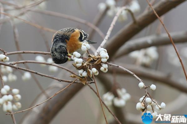 燕雀——我不想知道“鴻鵠之志”，只想在這優美的城市中安靜生活