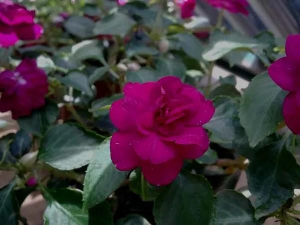 分享圖片，重瓣鳳仙花