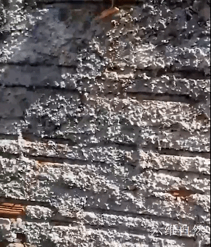 巴西一隻小鴨子艱難地爬上圍牆，以為馬上就自由，轉眼就被人捉回