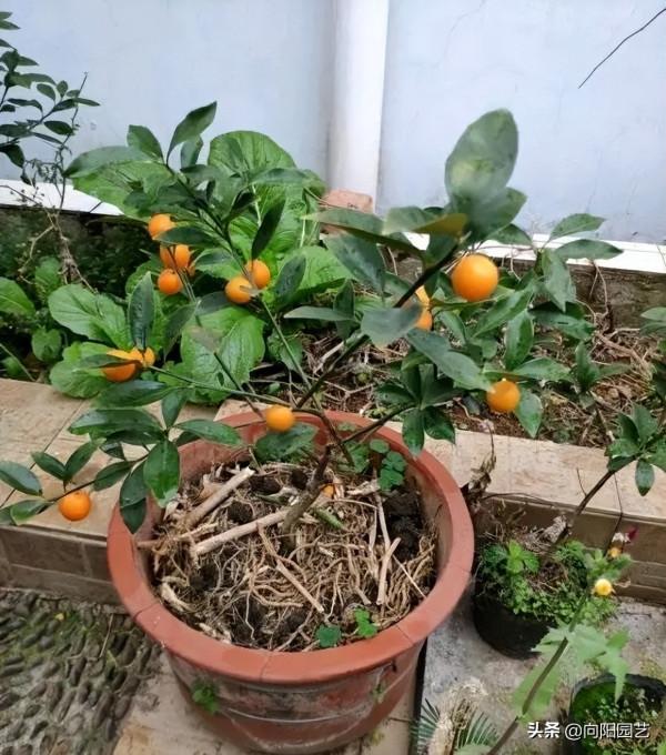 6種果樹，可以種在花盆裡，養在露臺上，實現“水果自由”