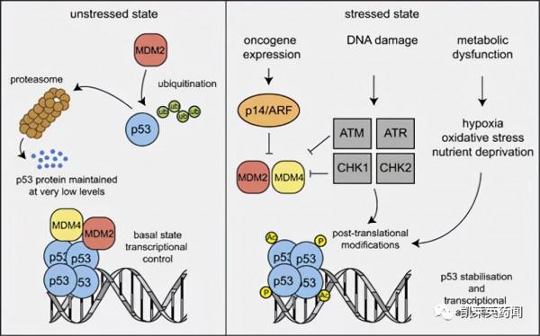 聚焦藥靶:P53的新藥開發即將迎來破冰時刻? 聚焦藥靶:P53的新藥開發即將迎來破冰時刻?