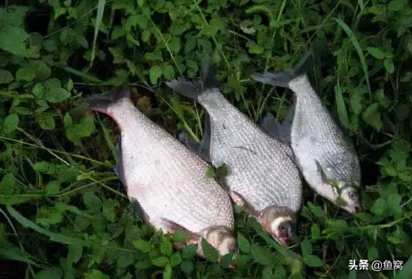 武昌魚和鯿魚,釣魚人還能傻傻分不清? 武昌魚和鯿魚,釣魚人還能傻傻分不清?