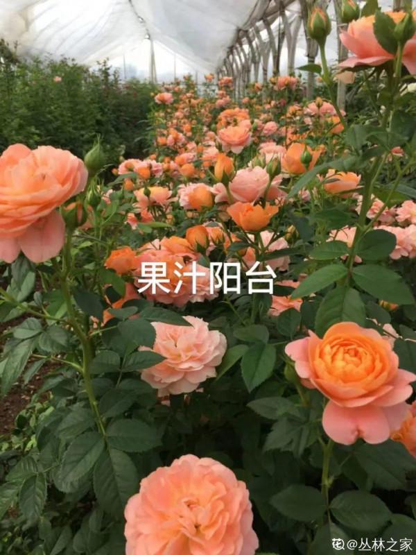 “壽命長”的10種花,寓意好,格調高,老人見了眉開眼笑 “壽命長”的10種花,寓意好,格調高,老人見了眉開眼笑