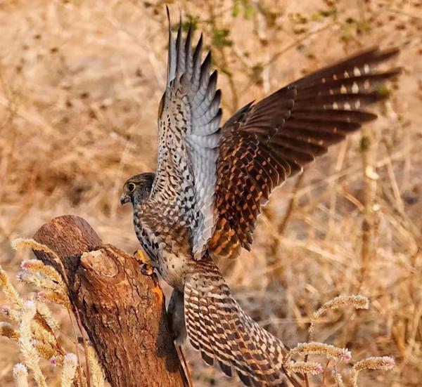 可愛而美麗的鳥類