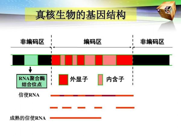 「原創」高三生物：真核生物基因結構及突變分析解析
