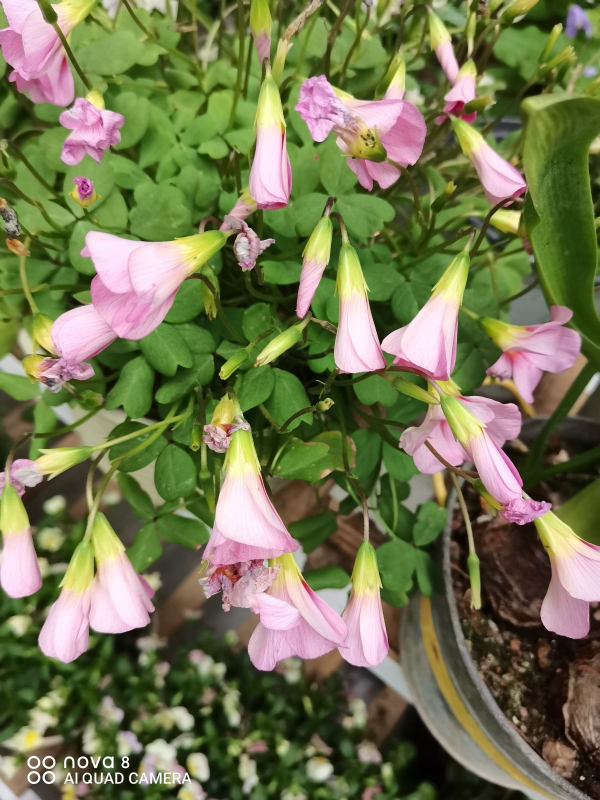 買回家的花總掉花苞，原因出在4個地方，趕緊改正還能開花