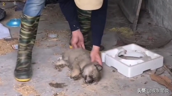 三隻小狗被眼鏡蛇咬傷，躺在地上一動不動，還有救嗎？