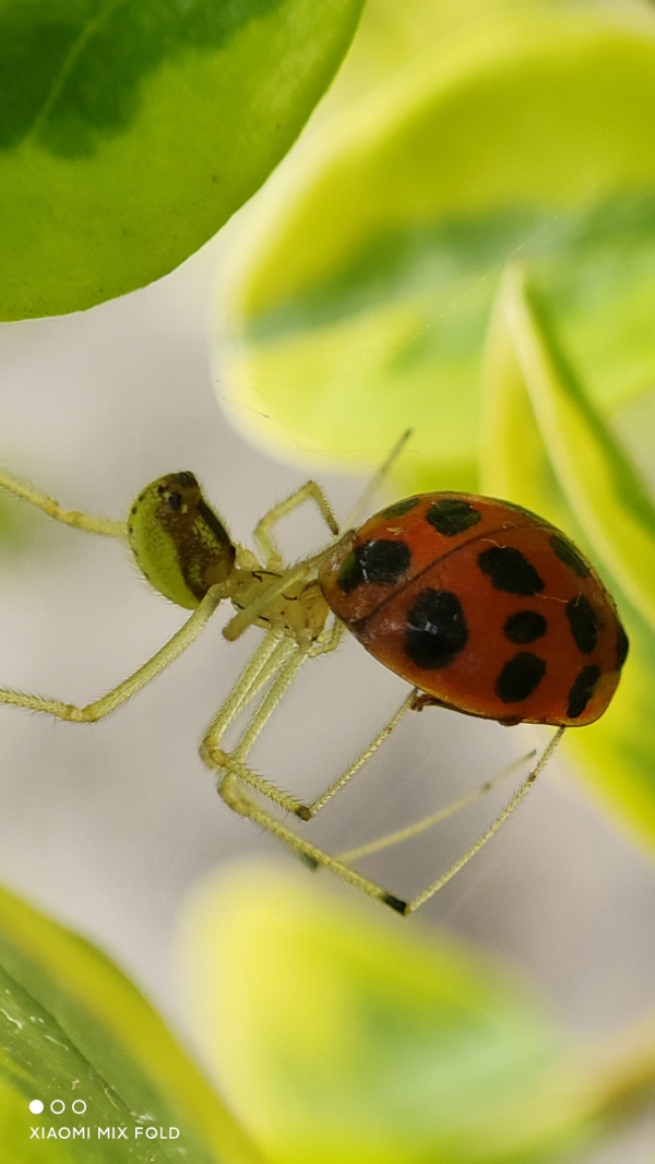 小米研發團隊詳解 MIX FOLD 液態相機：裝配連線複雜，良率達 90%
