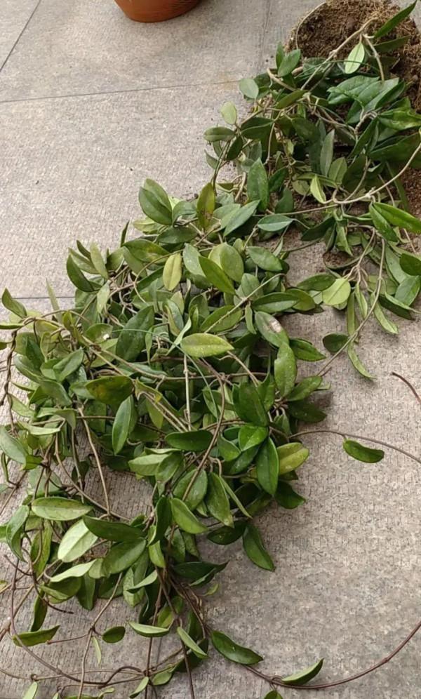 7種花有個小機關,找對位置開啟它,新芽爆滿盆 7種花有個小機關,找對位置開啟它,新芽爆滿盆