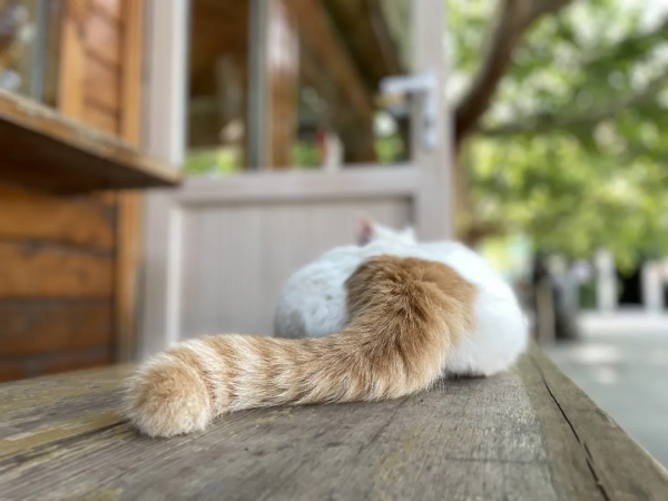 觀復貓新品:兩腳獸可吸貓“條” 觀復貓新品:兩腳獸可吸貓“條”