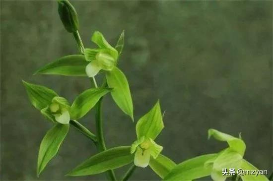 幾套房換不來的花卉