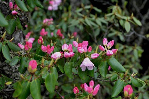 杜鵑花綻放，等你邀約