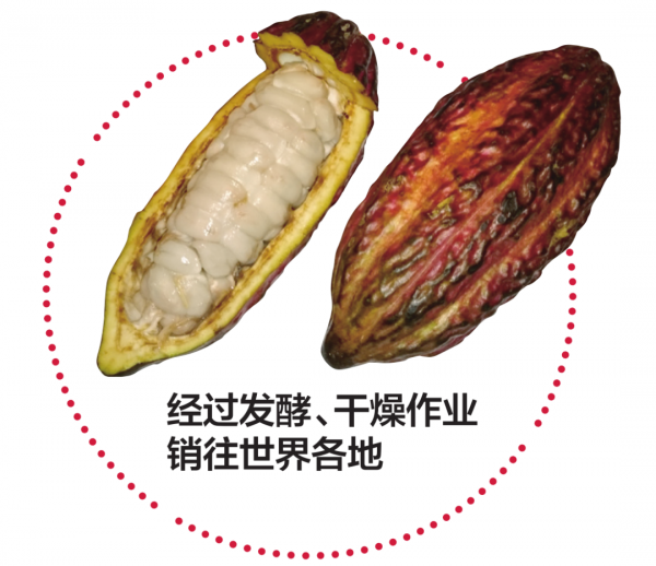 高可可含量的巧克力，改善排便還能提升記憶力？