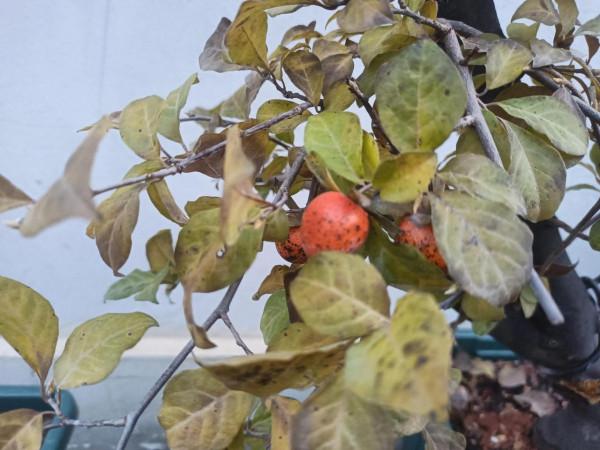 花花草草圖 花花草草圖