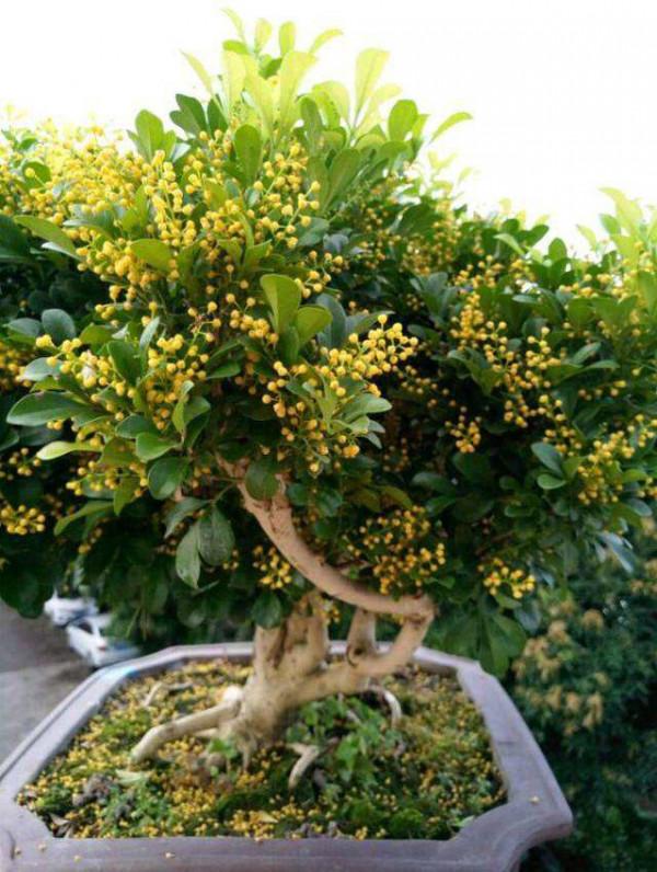 4種“漂亮花”，開花香氣大，家裡養一盆，再也不用噴香水