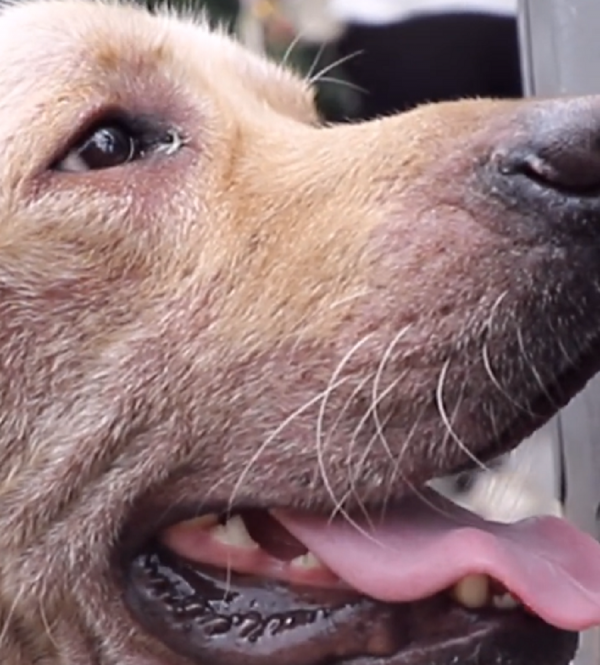 重慶：因為病痛而滄桑，許久沒人撫摸的拉布拉多，獲救後露出微笑