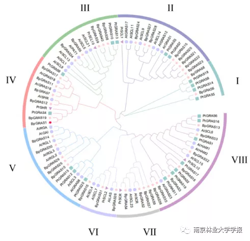 論文推薦 || 白樺BpGRAS1基因的克隆及耐鹽功能分析