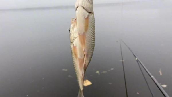 天冷野釣鯽魚,一定要“動”起來,用好走釣、逗釣和誘釣的技巧 天冷野釣鯽魚,一定要“動”起來,用好走釣、逗釣和誘釣的技巧