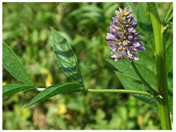 每個中國家庭必備的十味中藥