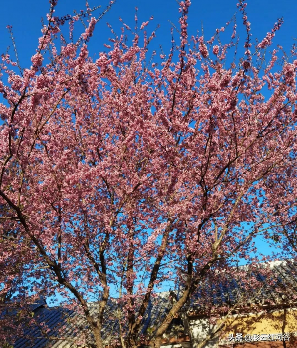美美美!撒瑪壩冬櫻花唯美綻放 賞櫻正當時 美美美!撒瑪壩冬櫻花唯美綻放 賞櫻正當時