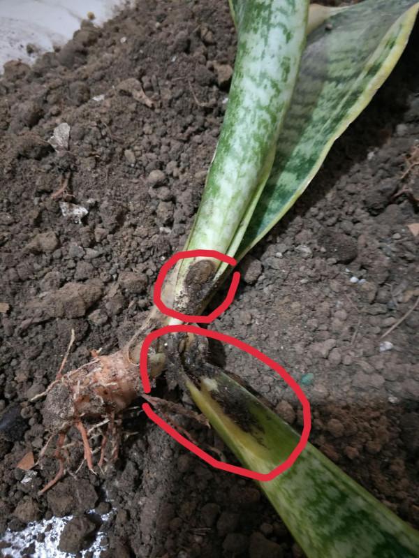 虎皮蘭有“3喜3怕”,做對了,葉片槓槓厚,爆滿小崽子,真好看 虎皮蘭有“3喜3怕”,做對了,葉片槓槓厚,爆滿小崽子,真好看