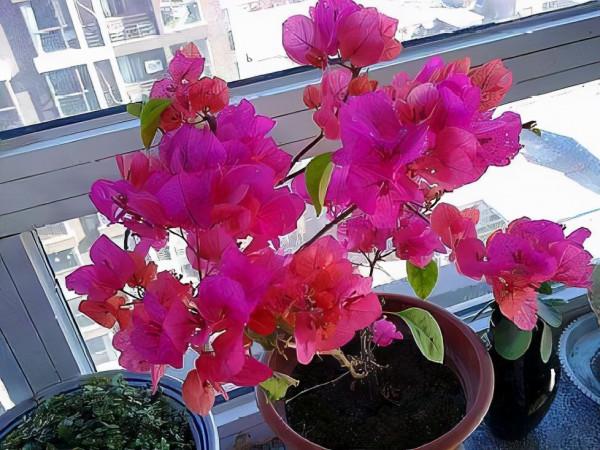 立冬後,這3種花要“一剪光”,促“休眠”保肥力,來年開爆盆 立冬後,這3種花要“一剪光”,促“休眠”保肥力,來年開爆盆