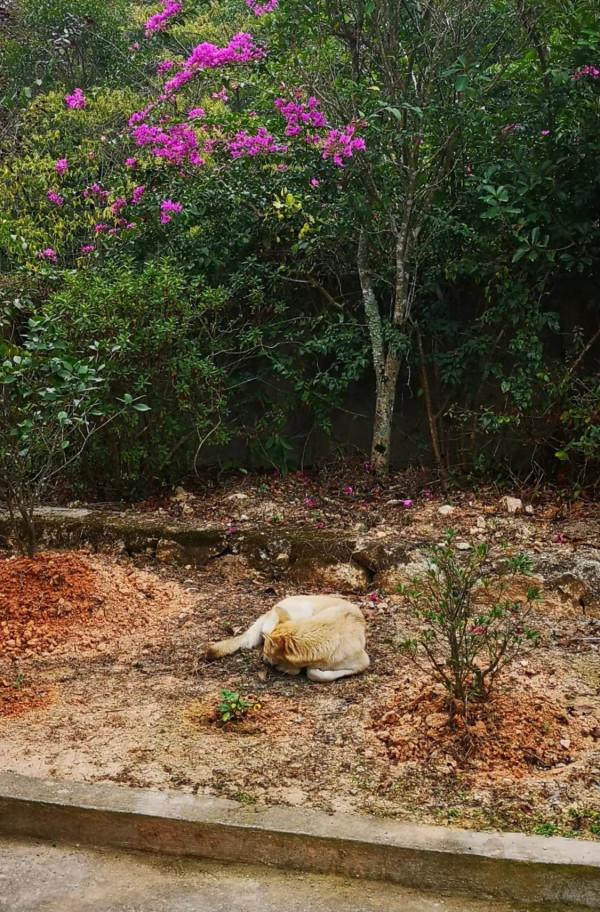 山莊記事：二妞的故事